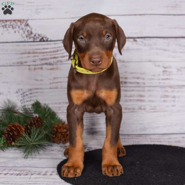 Janae, Doberman Pinscher Puppy